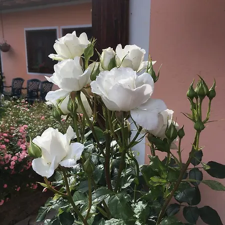 Bobi Guest house